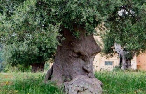 Tree with a carved man's face quietly thinking 